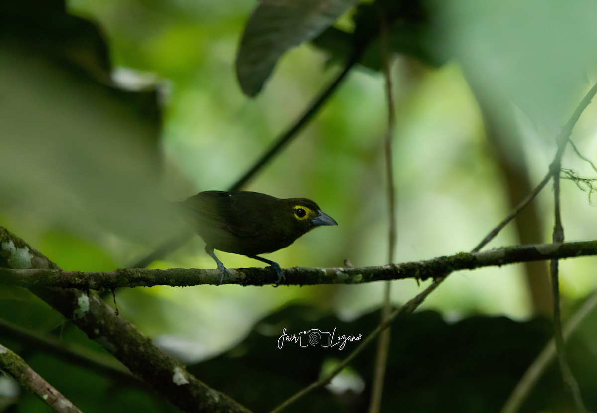 Lemon-spectacled Tanager - ML638518907