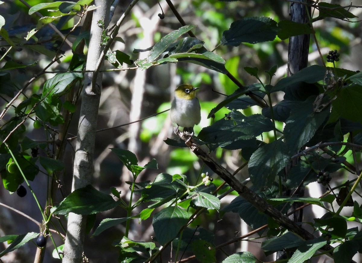 Silvereye - ML638518923