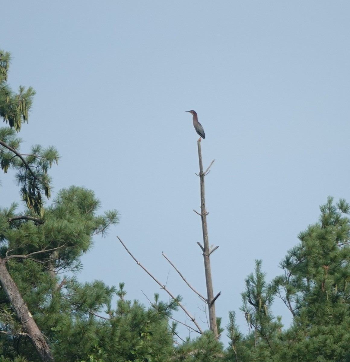 Green Heron - ML638518928