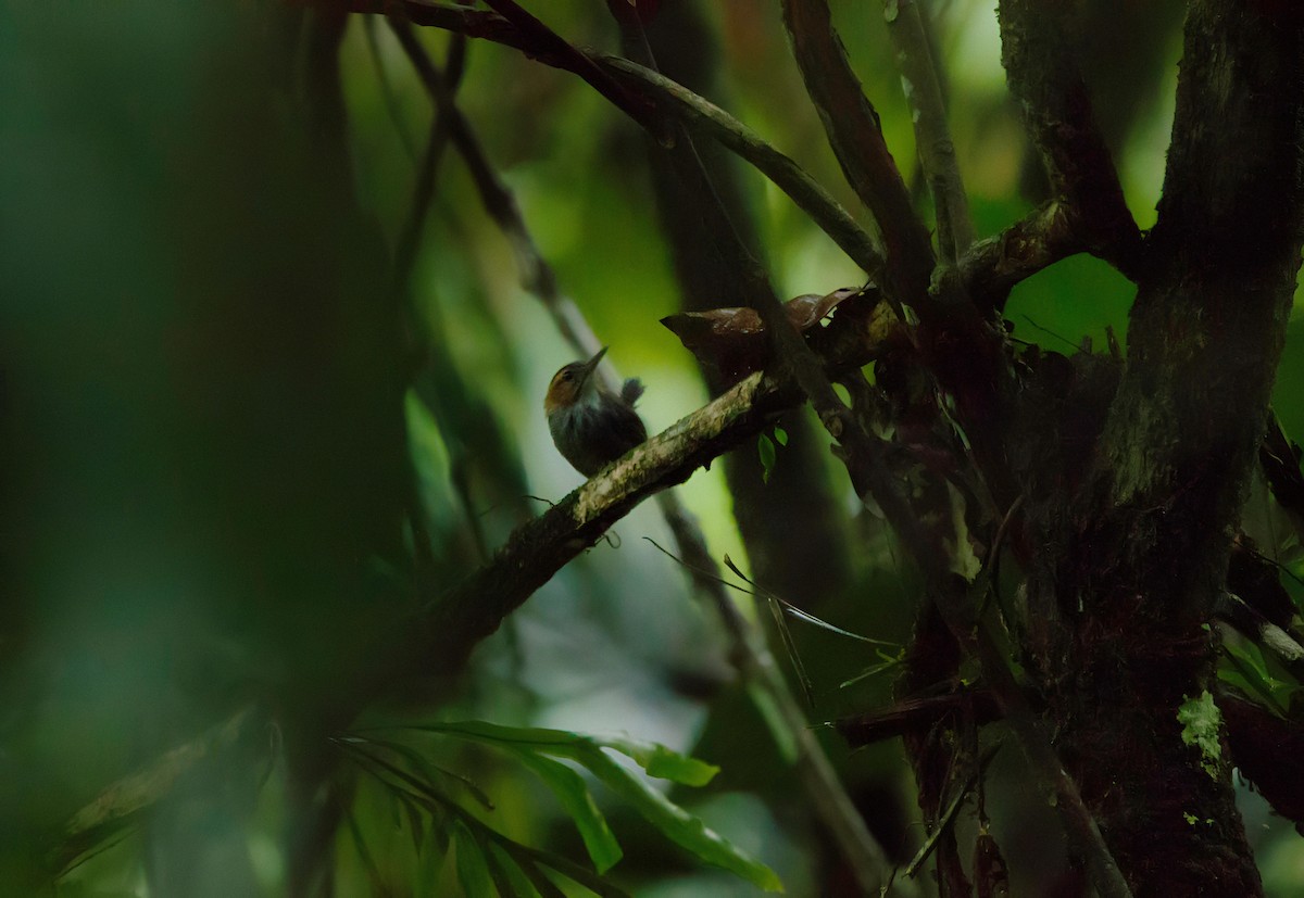 Tawny-faced Gnatwren - ML638518937