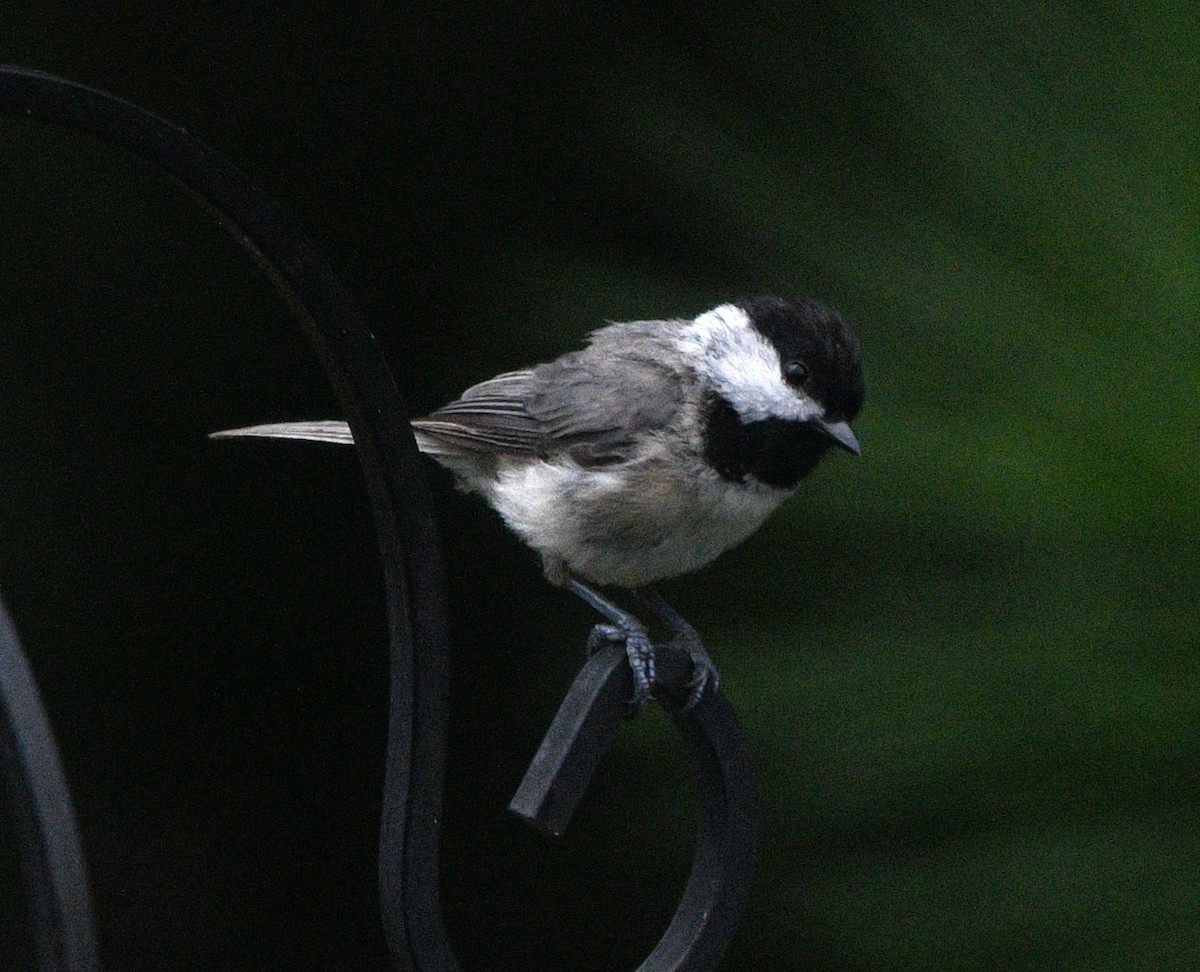 Carolina Chickadee - ML638518939