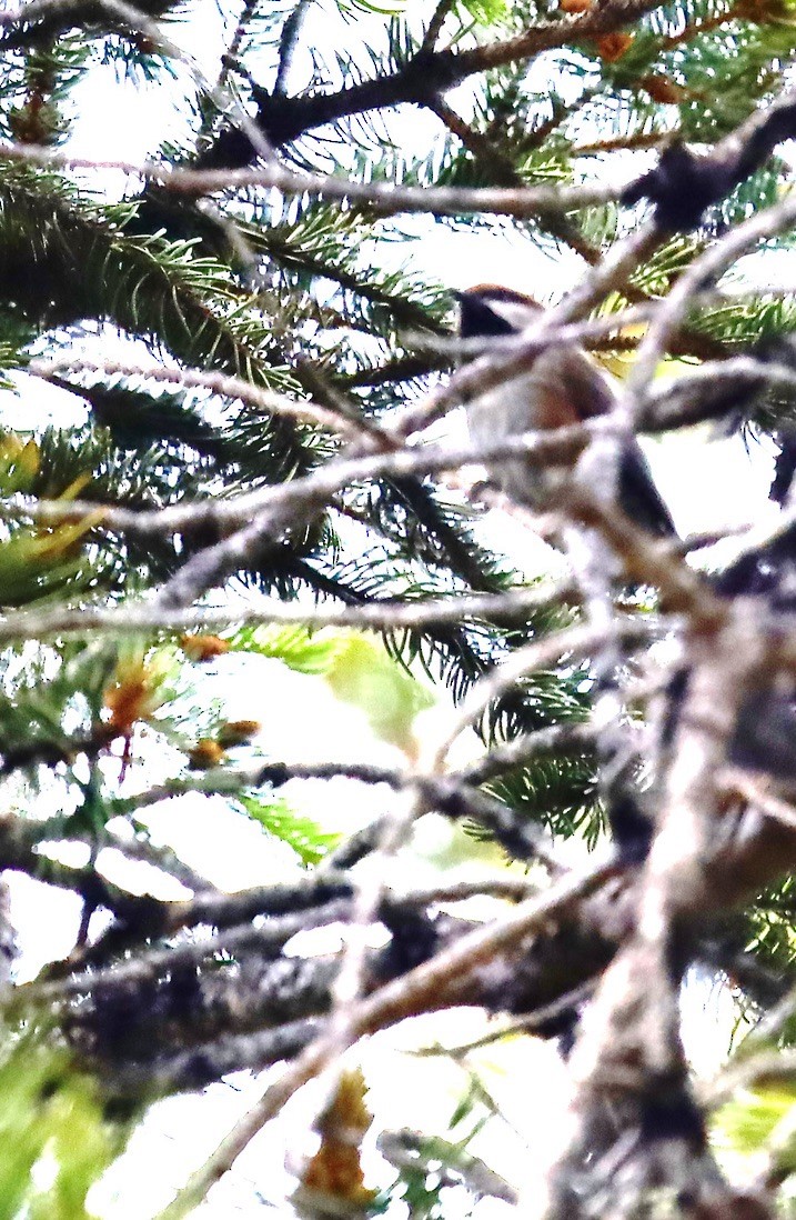 Boreal Chickadee - ML638518962