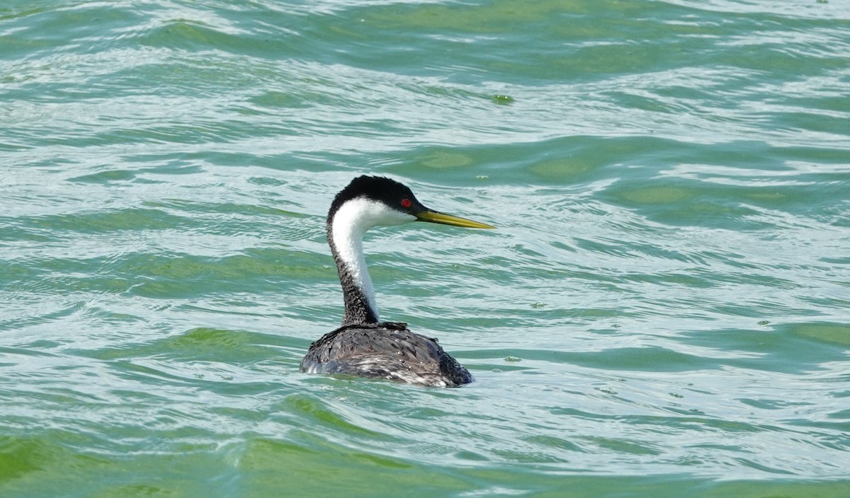 Western Grebe - ML638518963