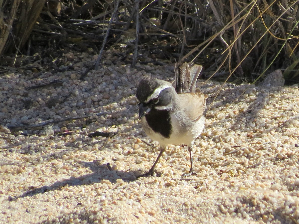 Black-throated Sparrow - ML638518987