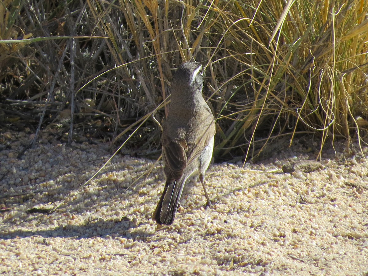 Black-throated Sparrow - ML638518988