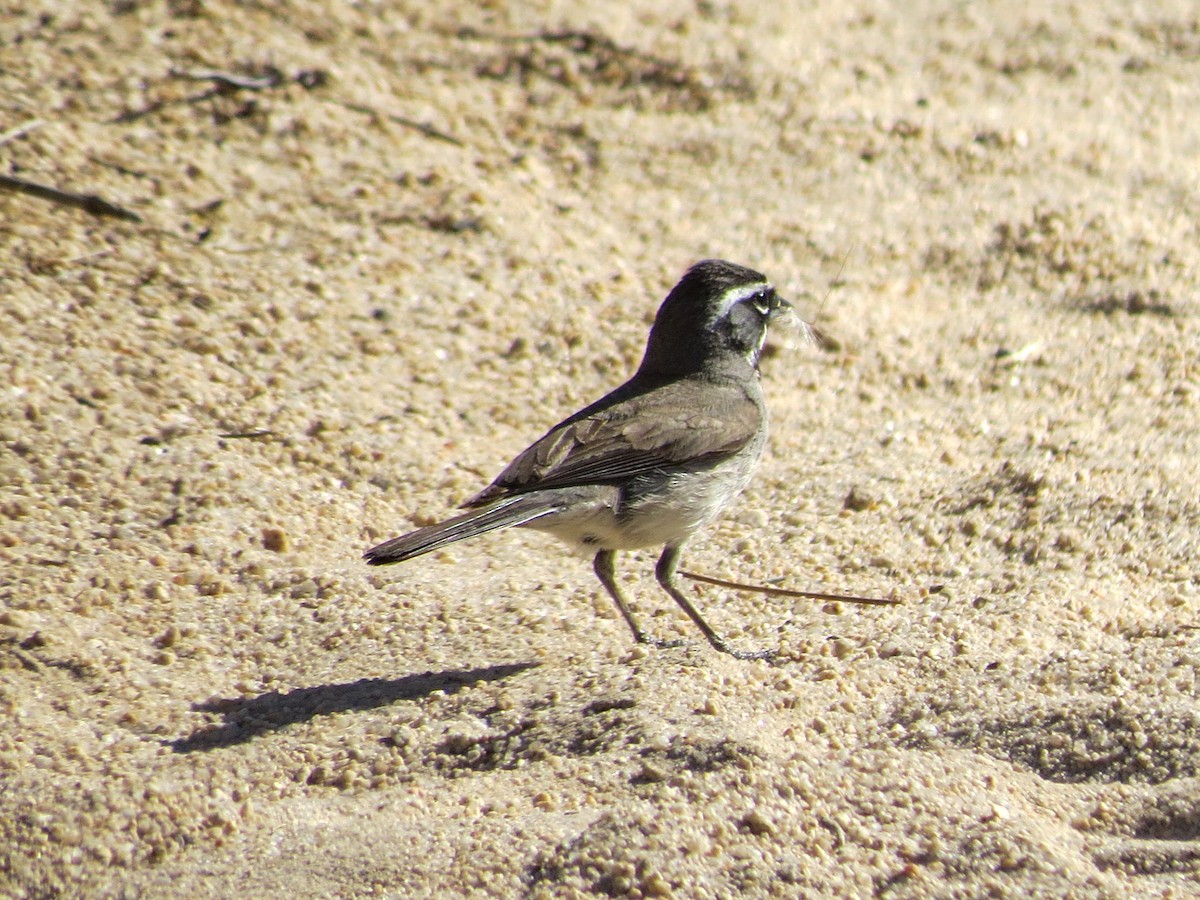 Black-throated Sparrow - ML638518990