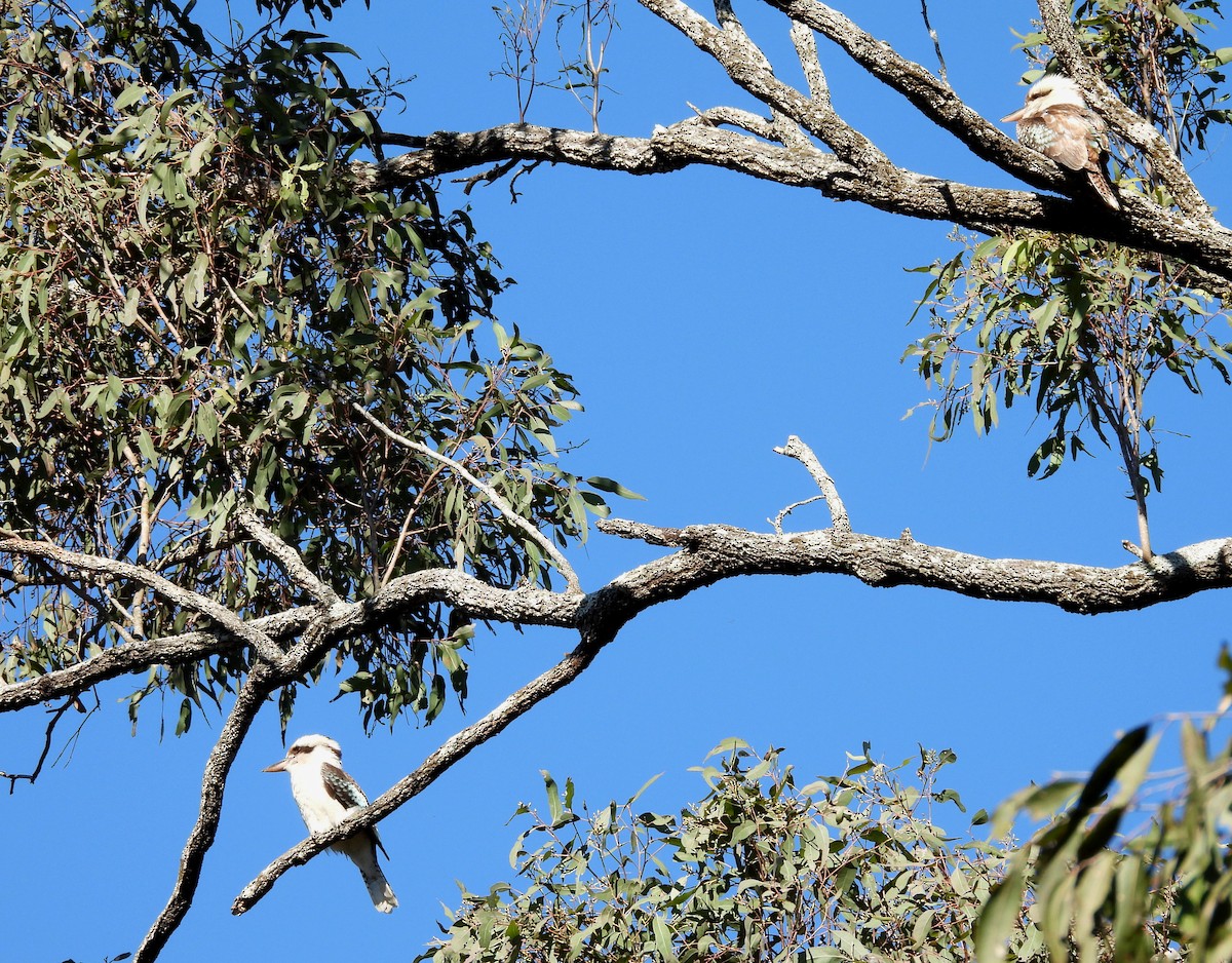 Laughing Kookaburra - ML638519000