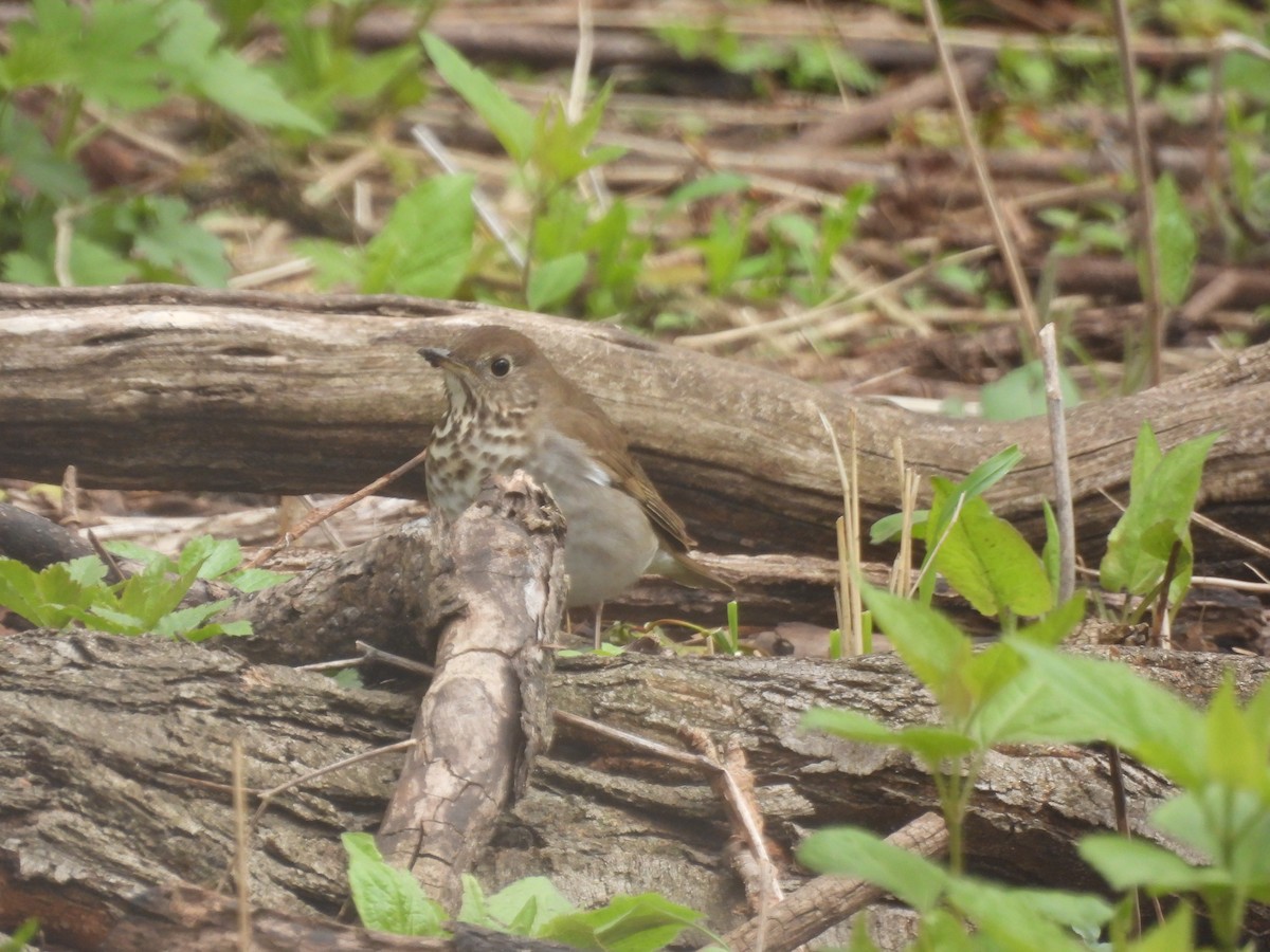 Gray-cheeked Thrush - ML638519020