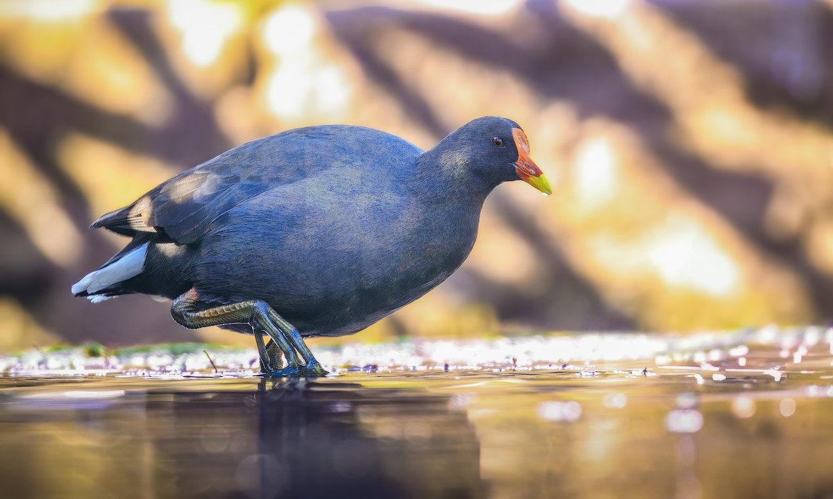 Dusky Moorhen - ML638519022