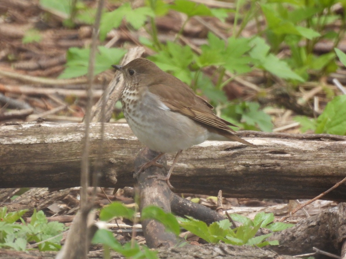Gray-cheeked Thrush - ML638519027