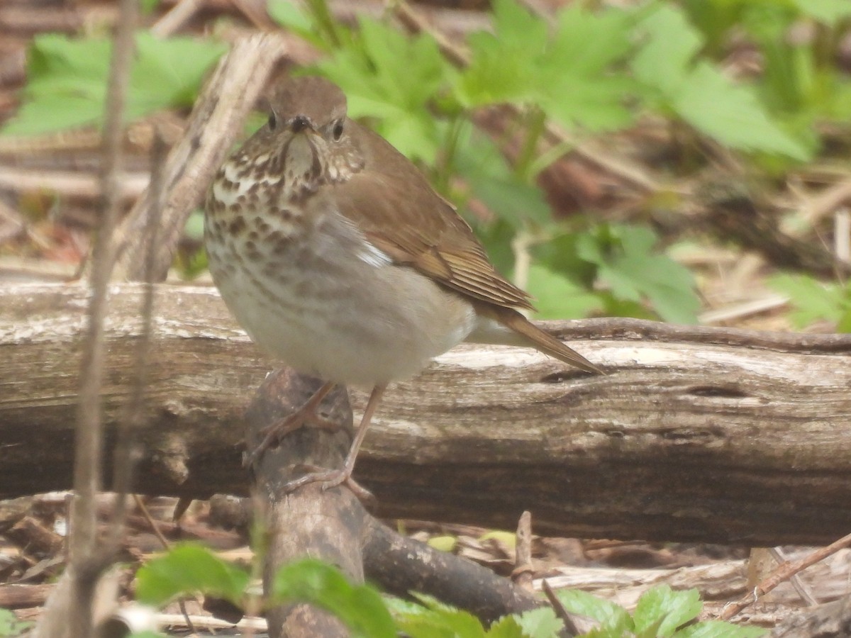 Gray-cheeked Thrush - ML638519031