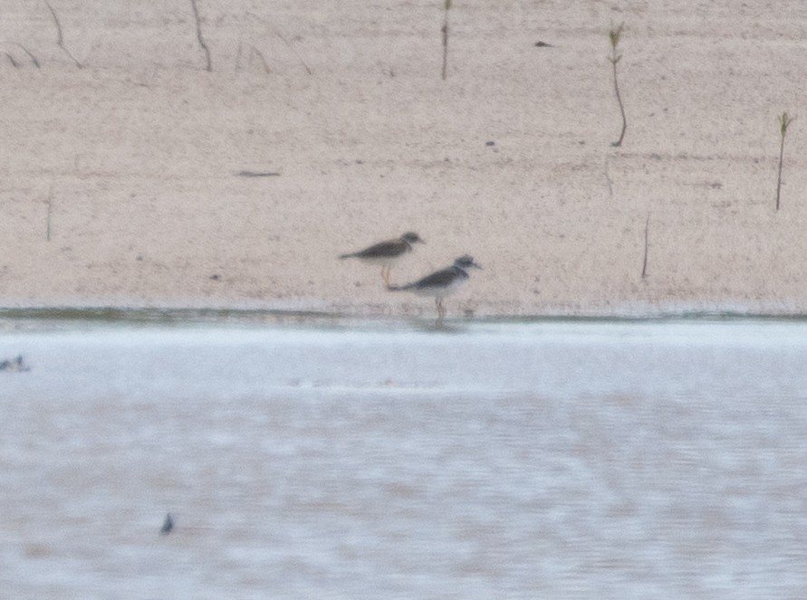 Wilson's Plover - ML638519077