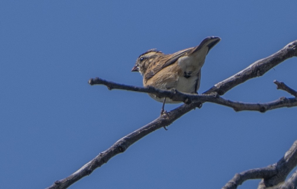 Pin-tailed Whydah - ML638519125