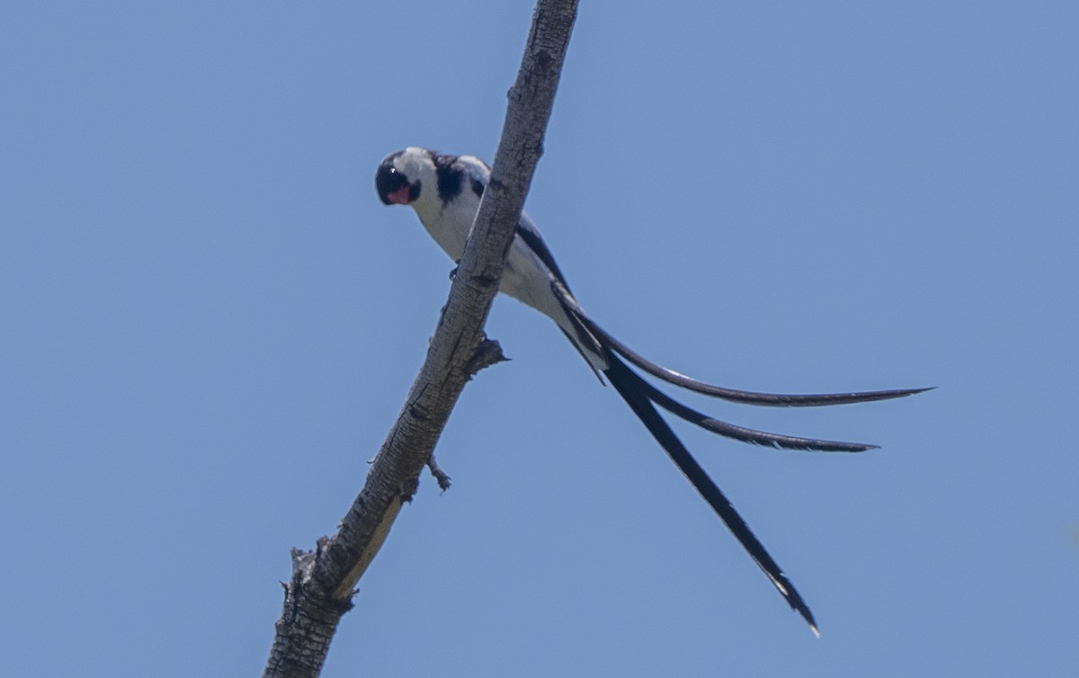 Pin-tailed Whydah - ML638519126