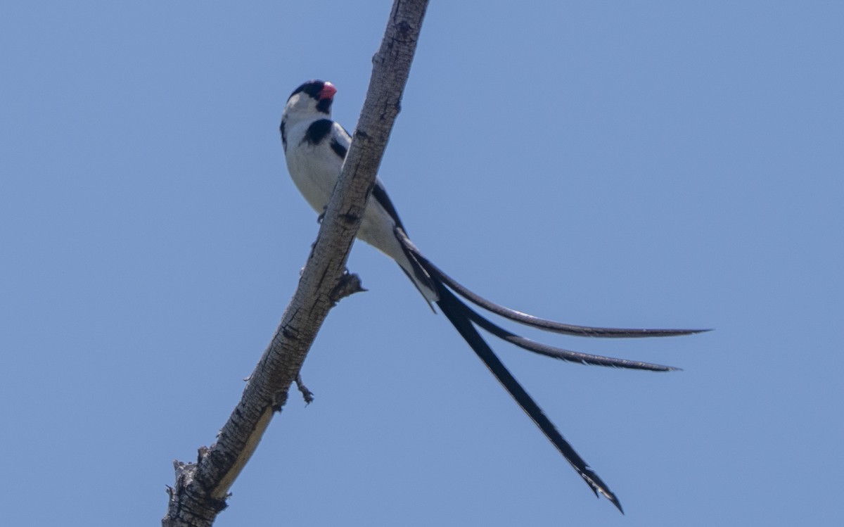 Pin-tailed Whydah - ML638519127