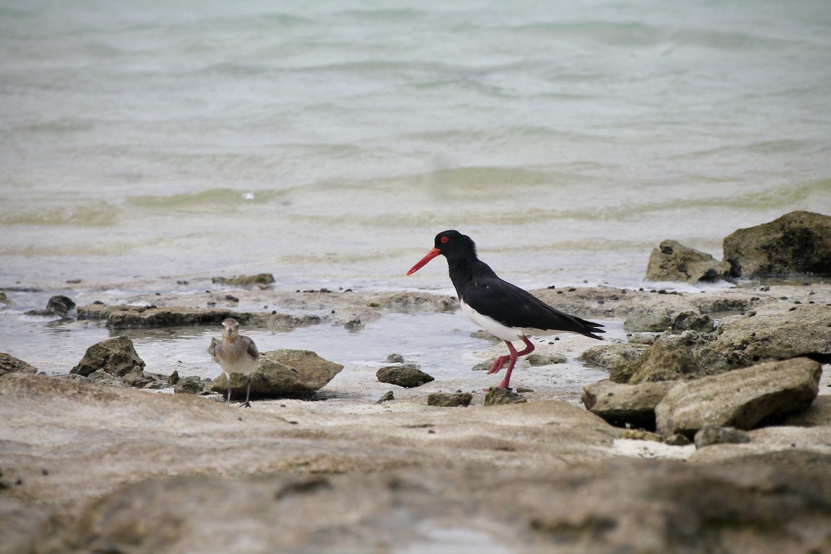 Pied Oystercatcher - ML638519164