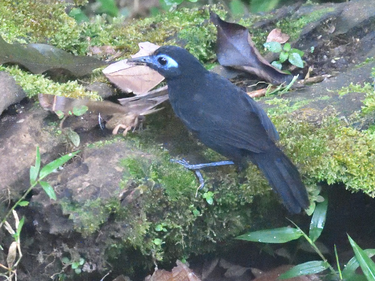 Zeledon's Antbird (Choco) - ML638519188