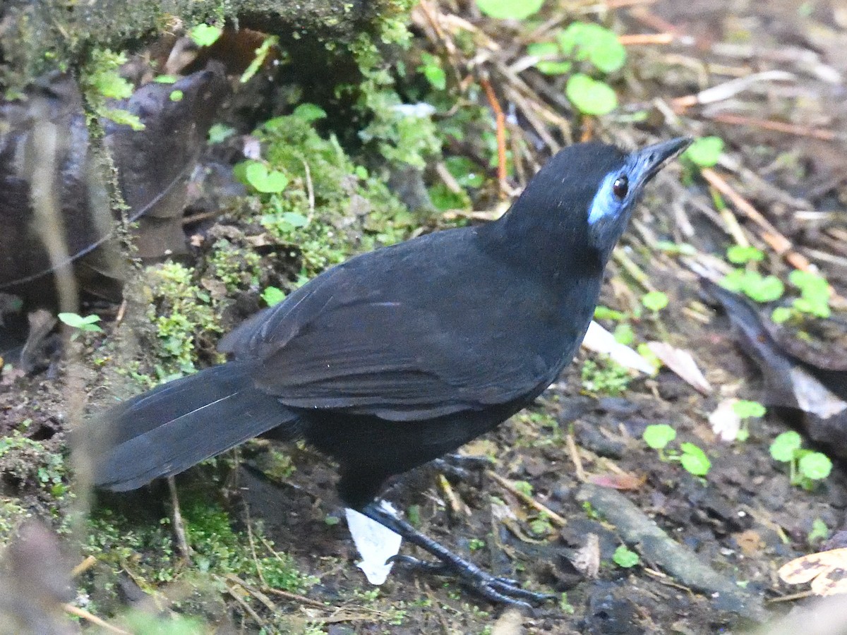 Zeledon's Antbird (Choco) - ML638519190
