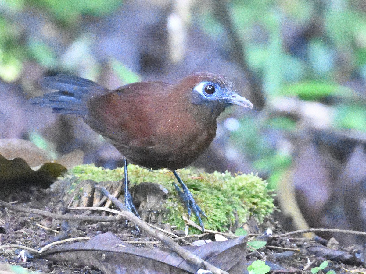 Zeledon's Antbird (Choco) - ML638519191