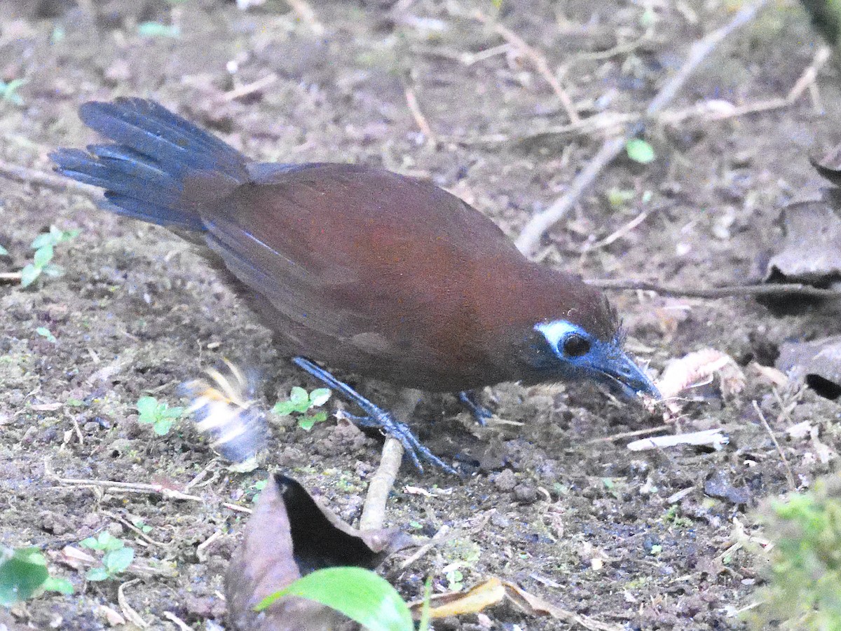 Zeledon's Antbird (Choco) - ML638519192