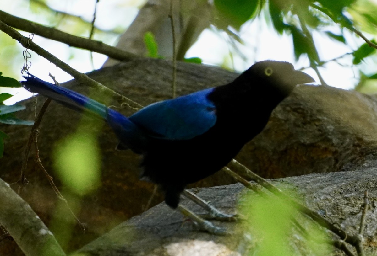 San Blas Jay - ML638519197