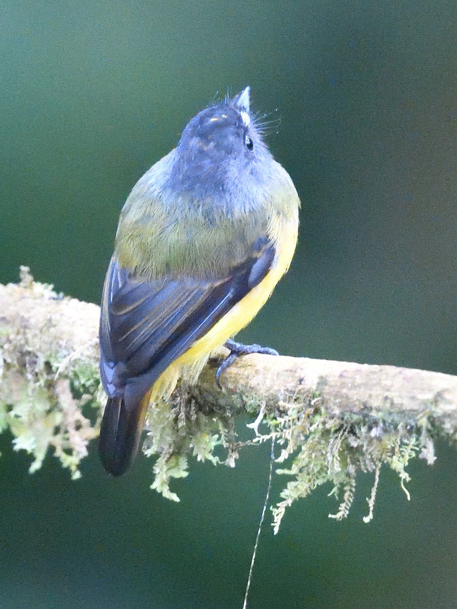 Ornate Flycatcher (Western) - ML638519227