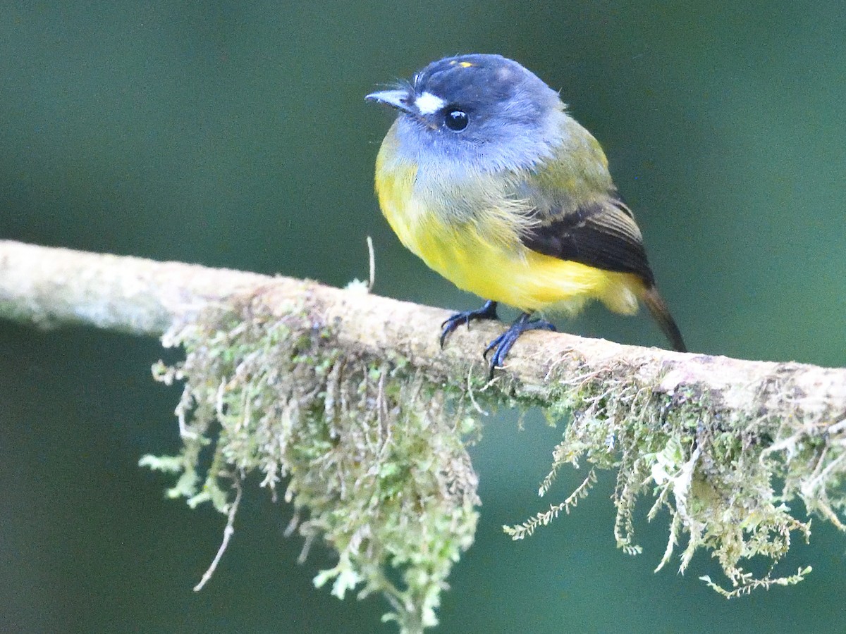 Ornate Flycatcher (Western) - ML638519228