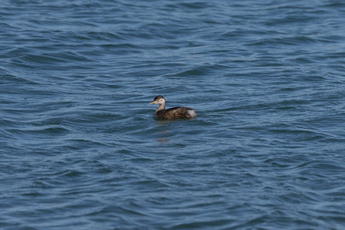 Hoary-headed Grebe - ML638519246