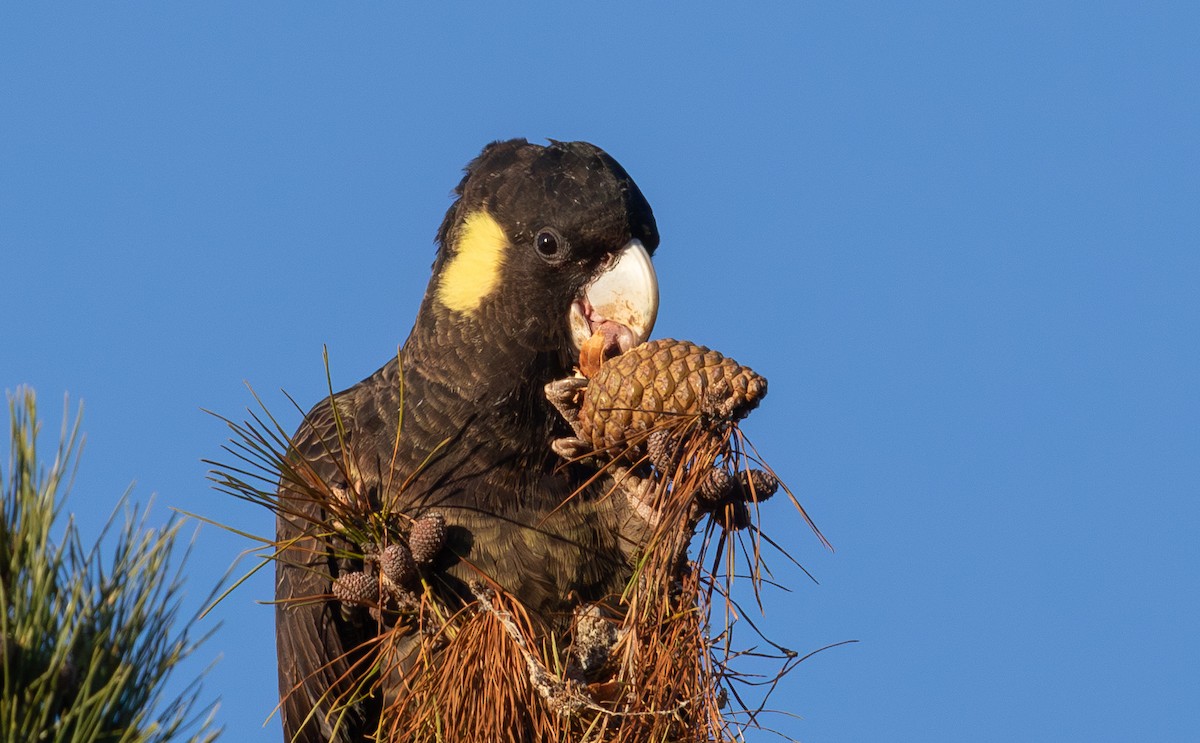Yellow-tailed Black-Cockatoo - ML638519310