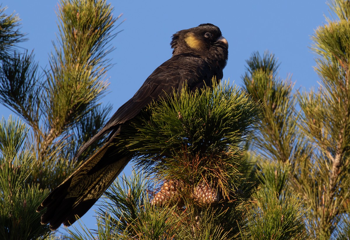 Yellow-tailed Black-Cockatoo - ML638519312