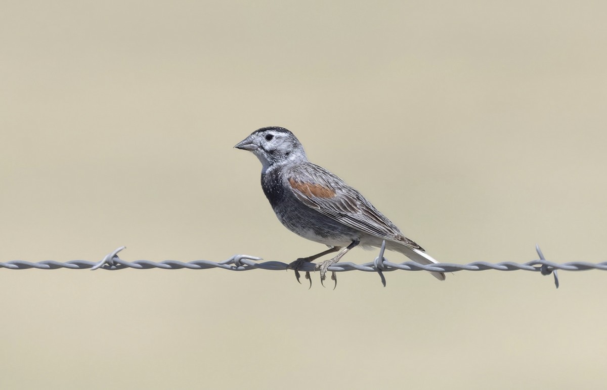 Thick-billed Longspur - ML638519323
