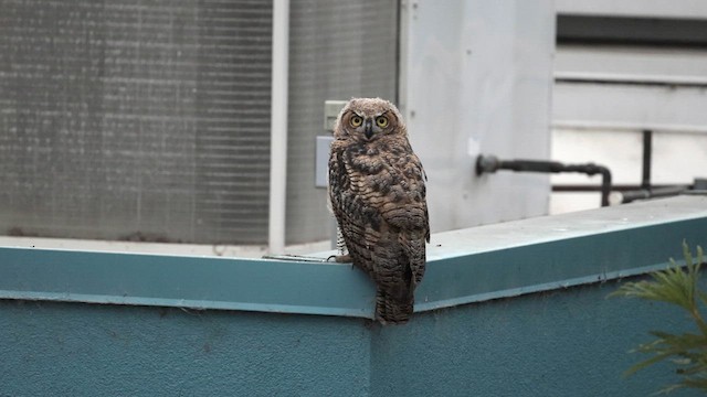 Great Horned Owl - ML638519338