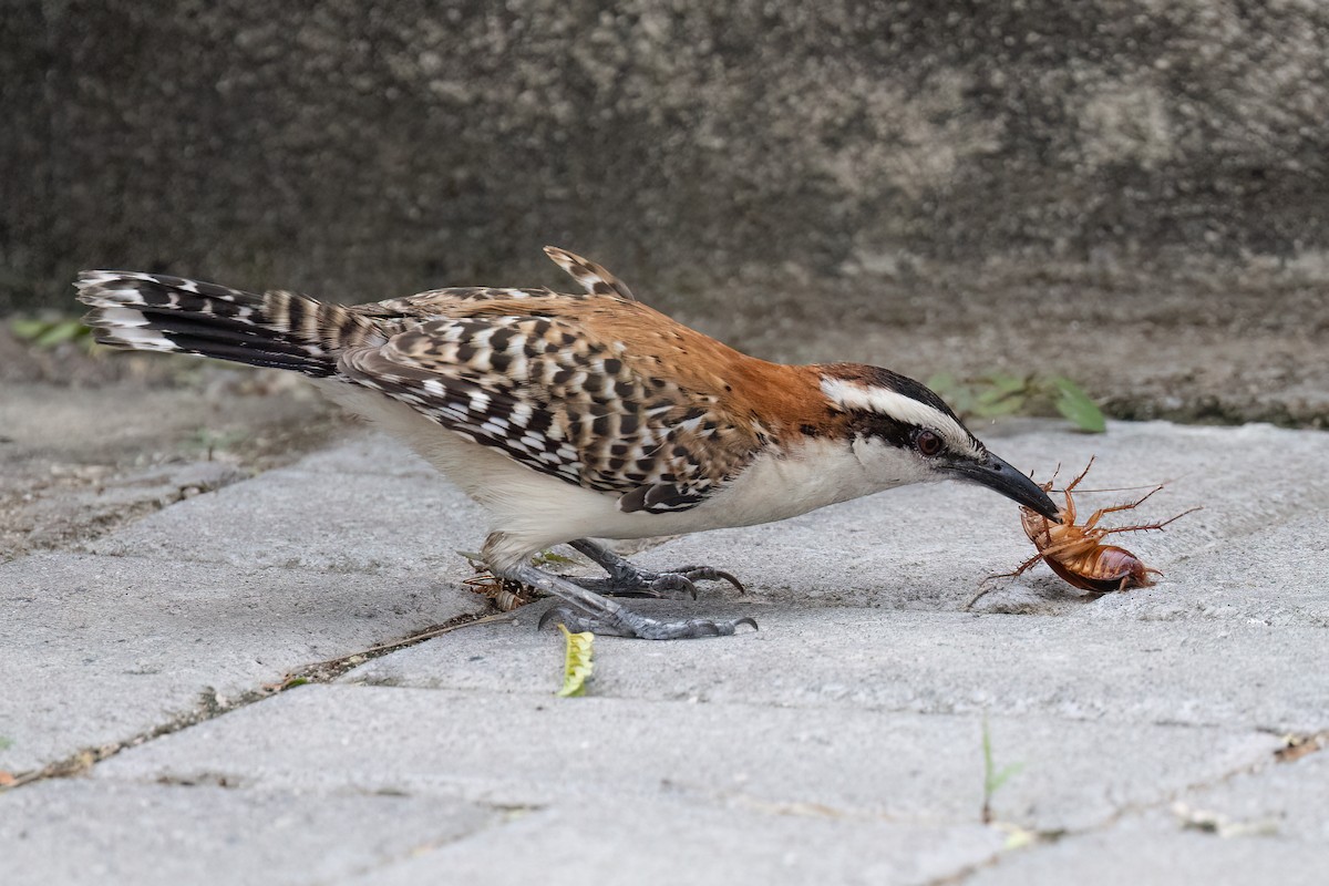 Rufous-backed Wren - ML638519364