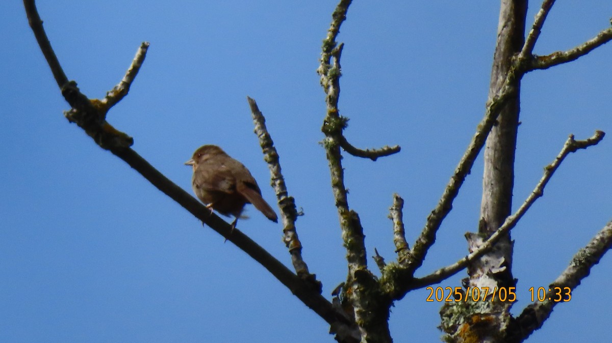 California Towhee - ML638519368
