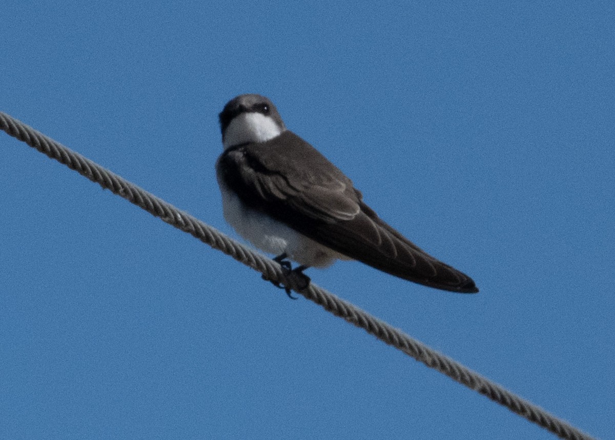 Tree Swallow - ML638519375