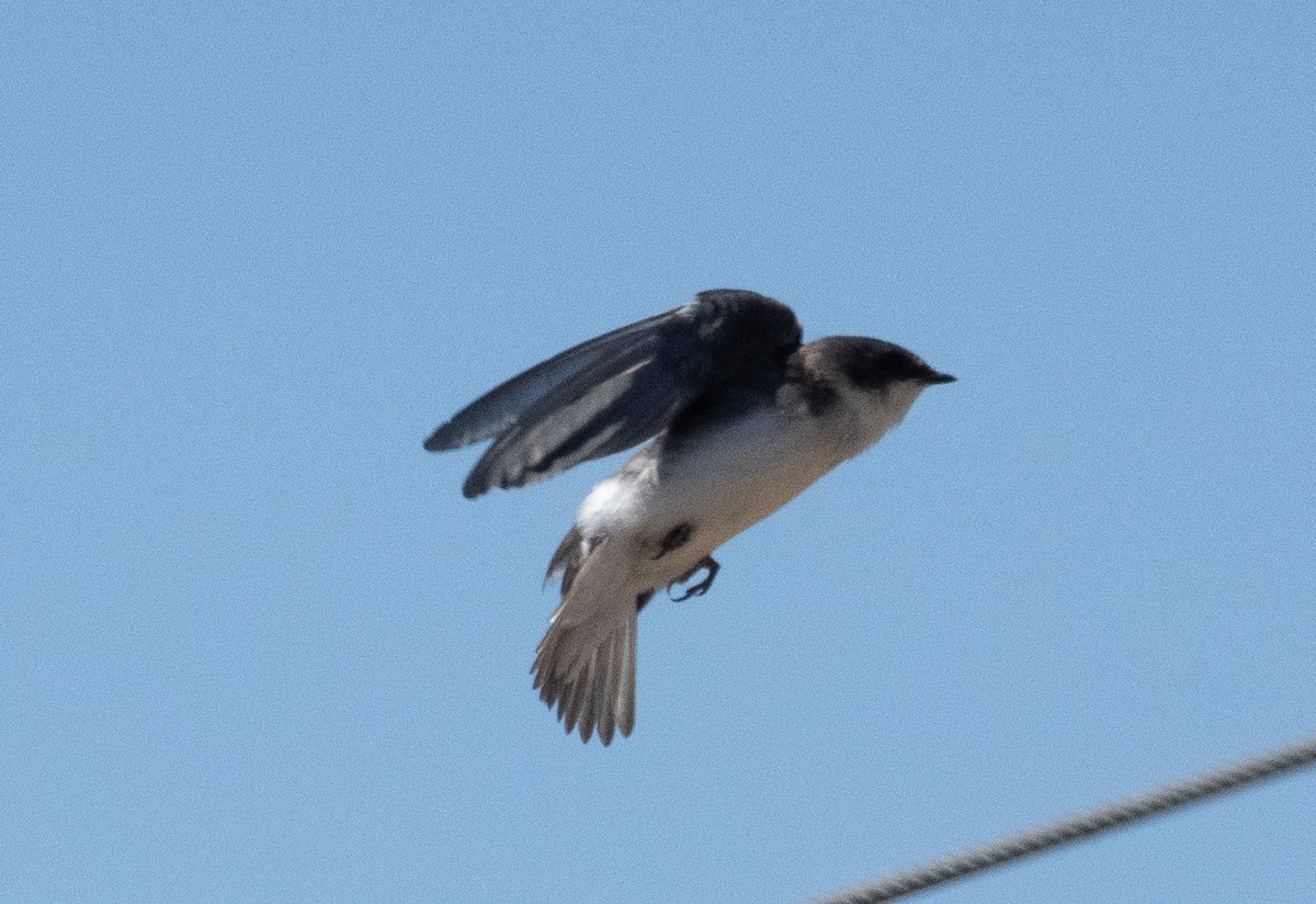 Tree Swallow - ML638519377