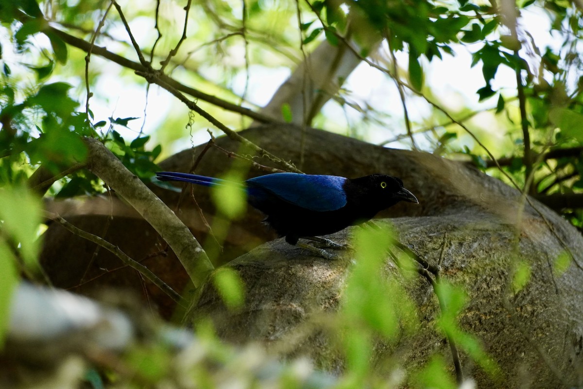San Blas Jay - ML638519384