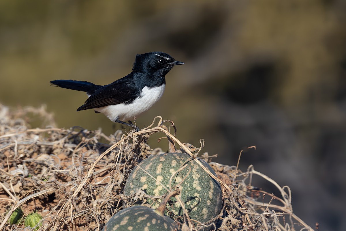 Willie-wagtail - ML638519386