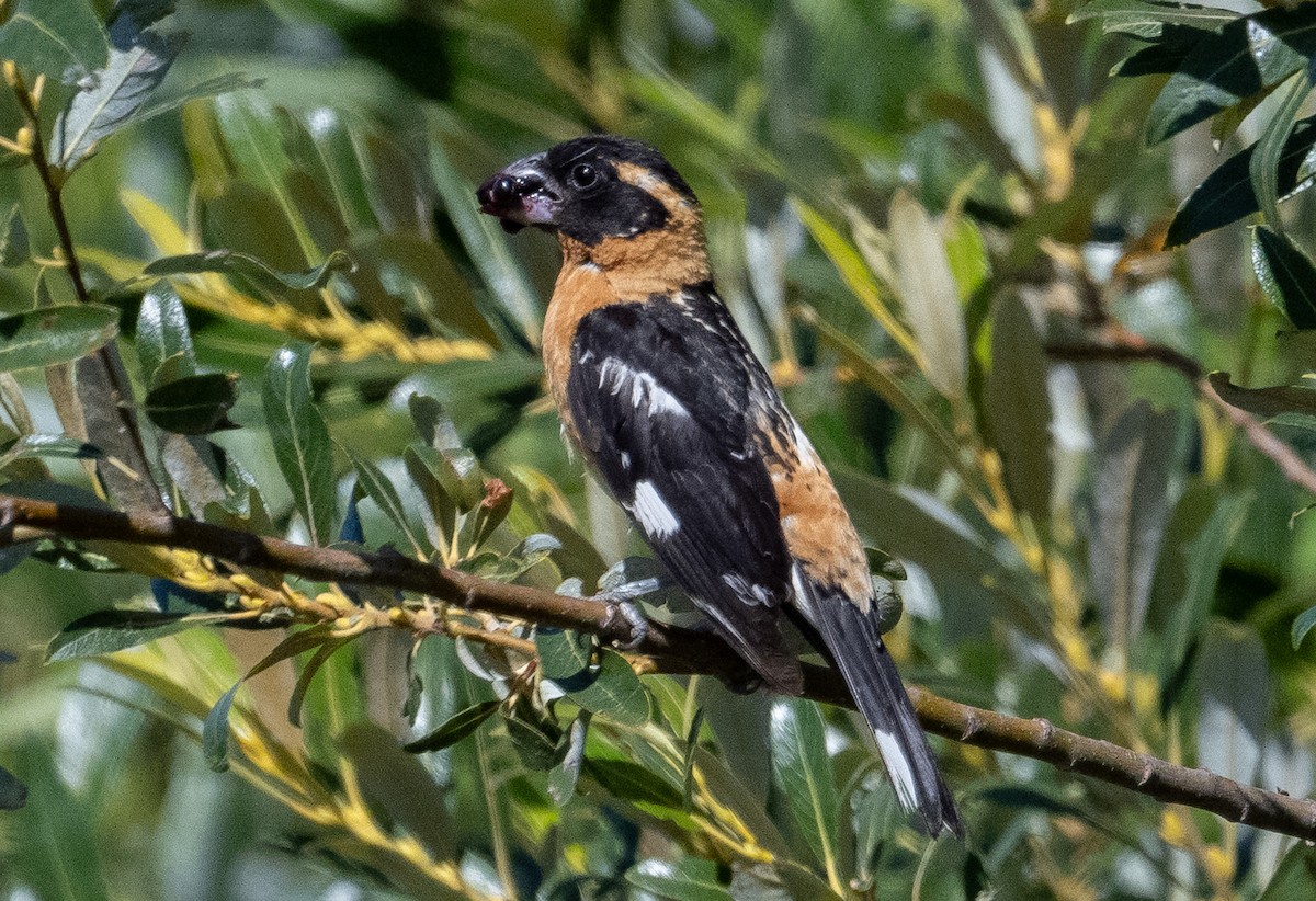 Black-headed Grosbeak - ML638519388