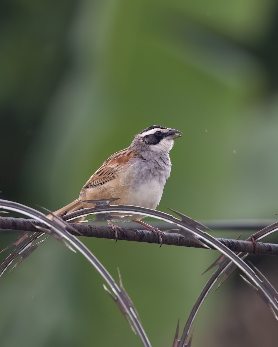 Stripe-headed Sparrow - ML638519390