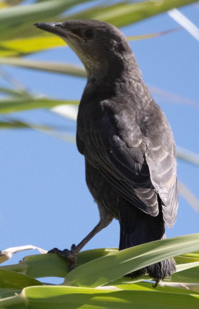Great-tailed Grackle - ML638519407