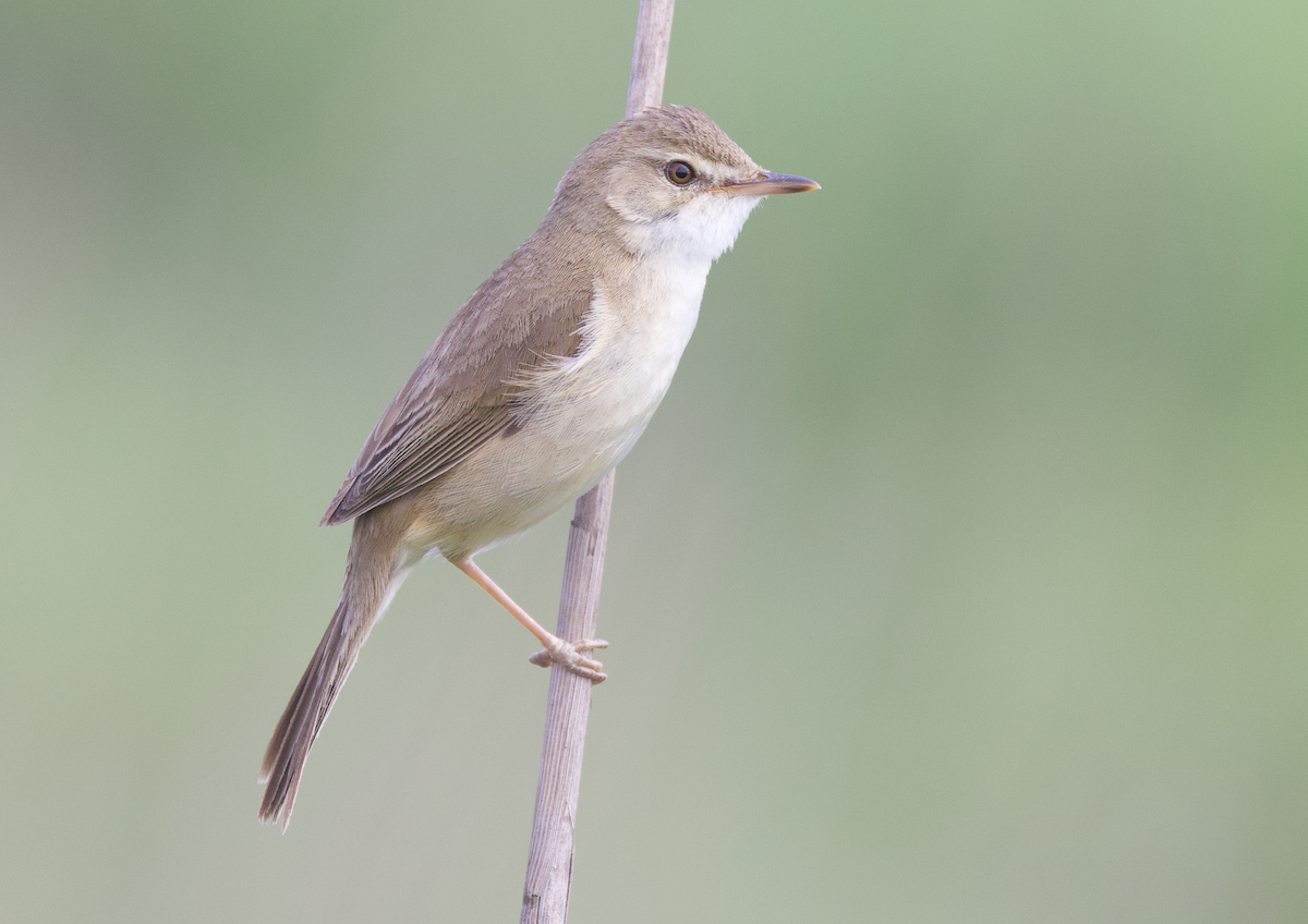 Blunt-winged Warbler - ML638519446