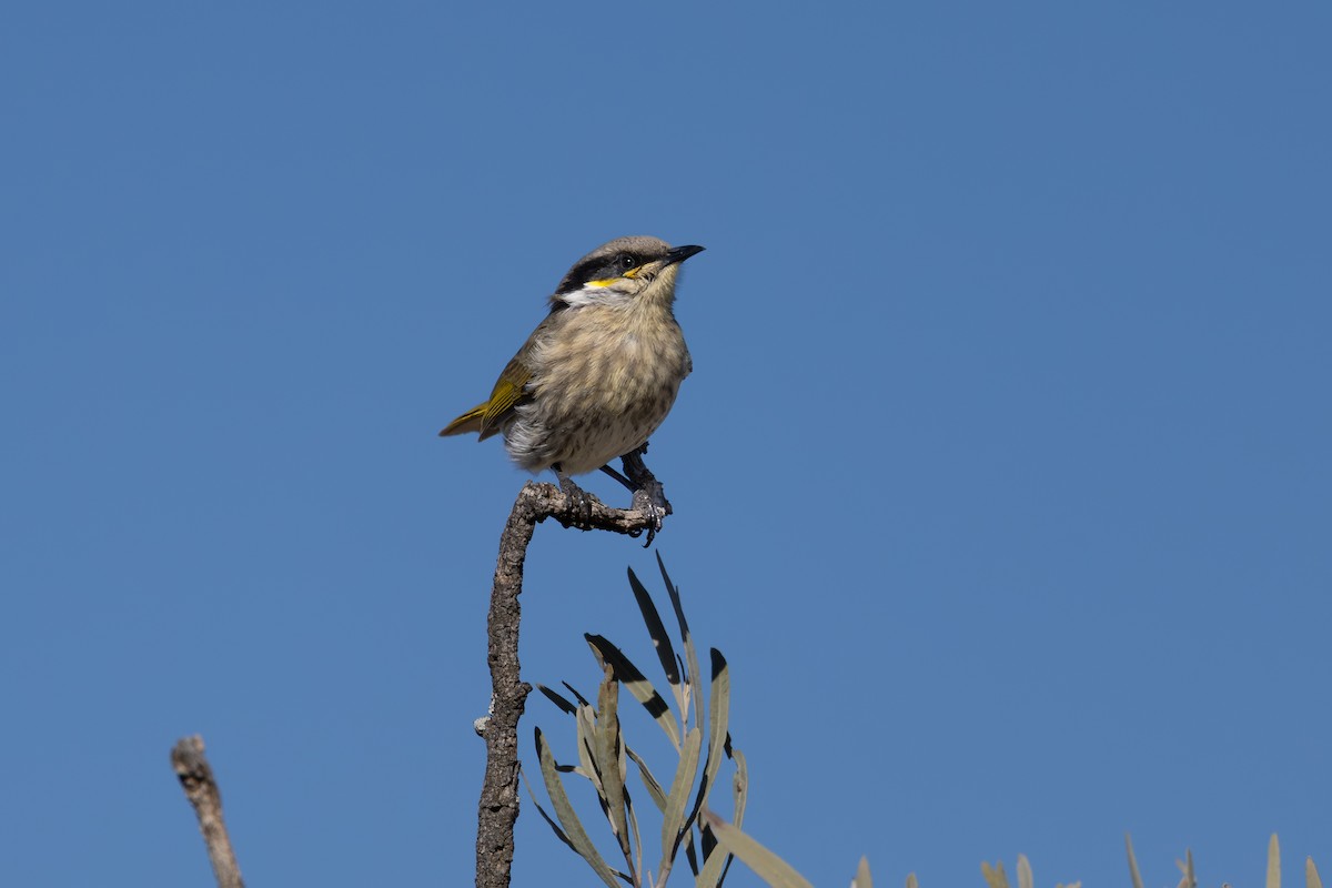 Singing Honeyeater - ML638519465