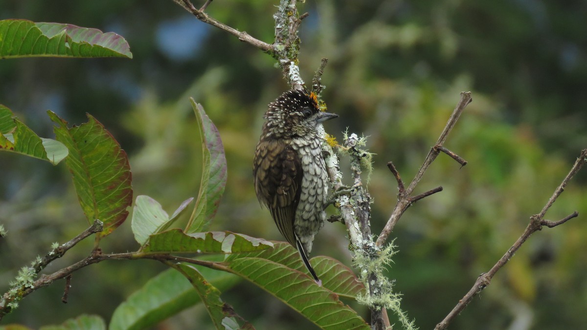 Scaled Piculet - ML638519491