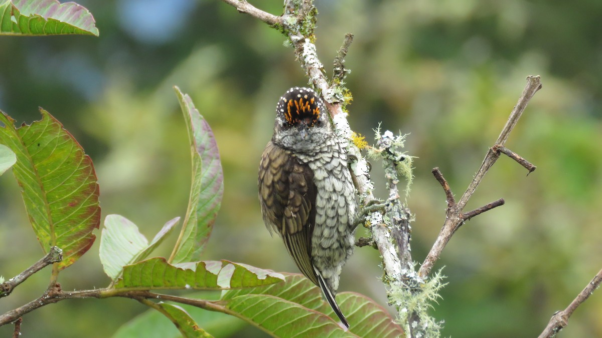 Scaled Piculet - ML638519493