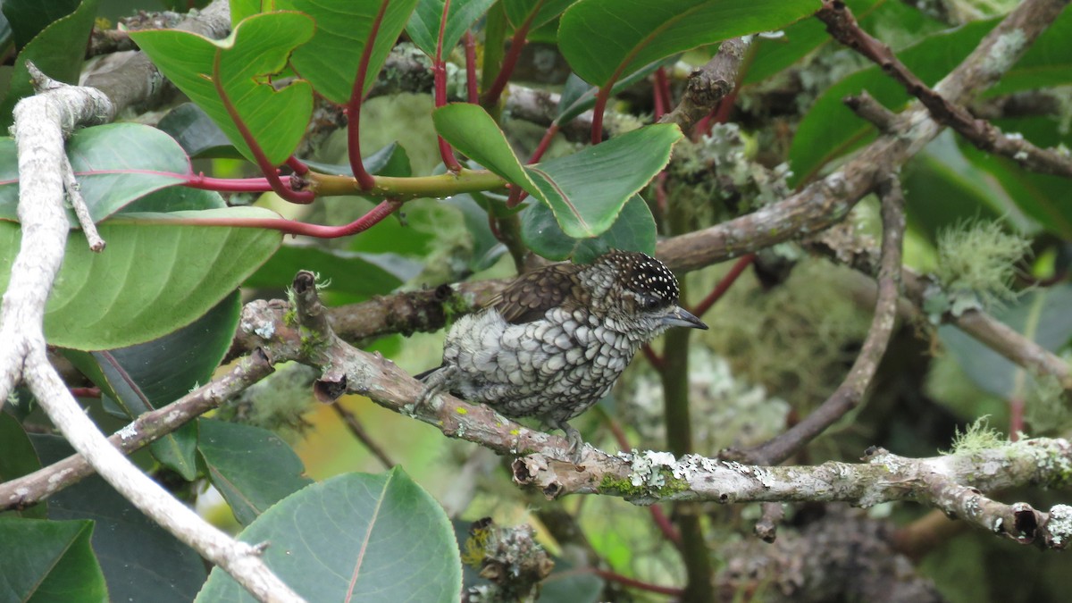 Scaled Piculet - ML638519494