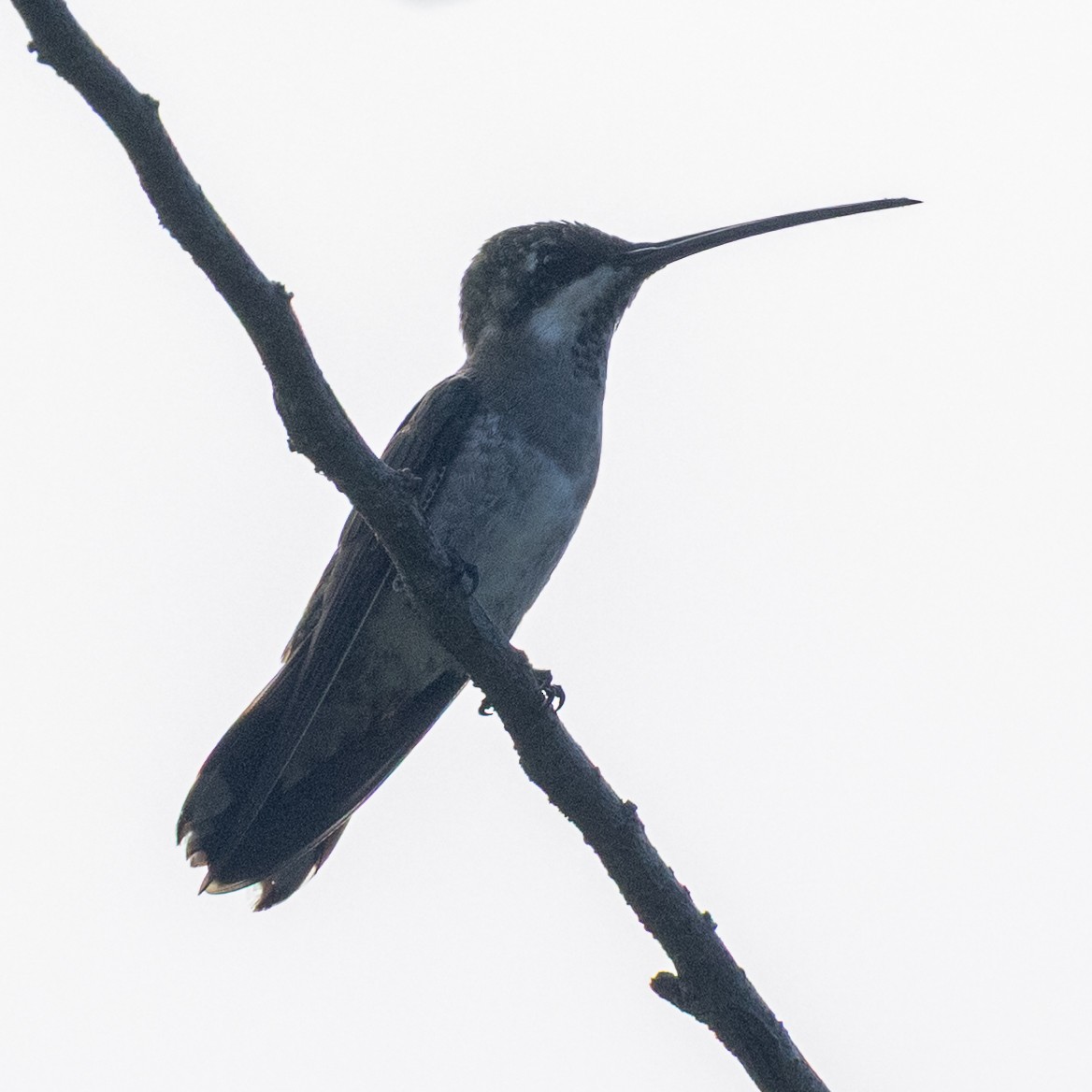 Long-billed Starthroat - ML638519496