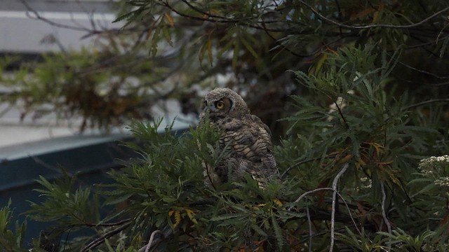 Great Horned Owl - ML638519501