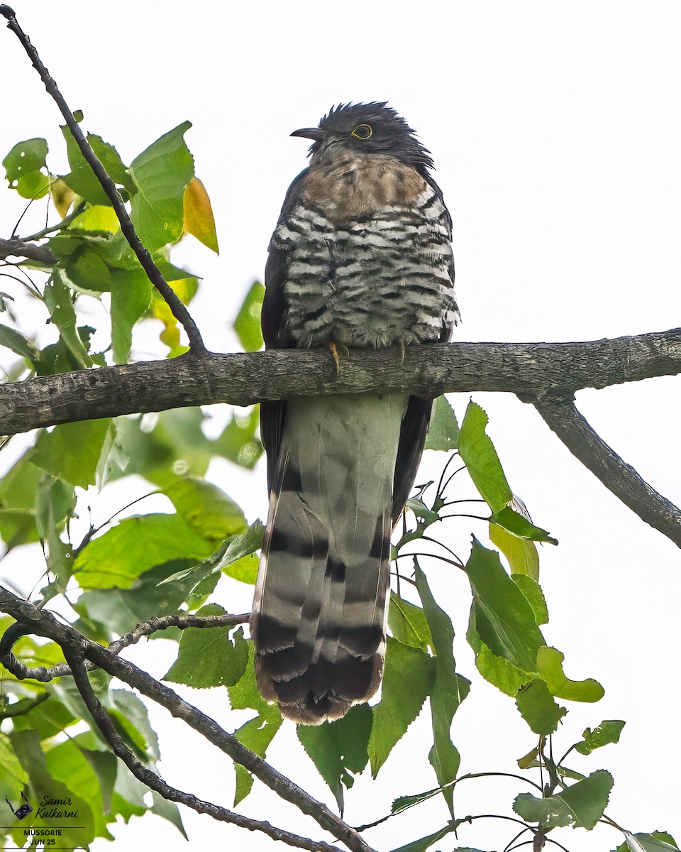 Large Hawk-Cuckoo - ML638519531