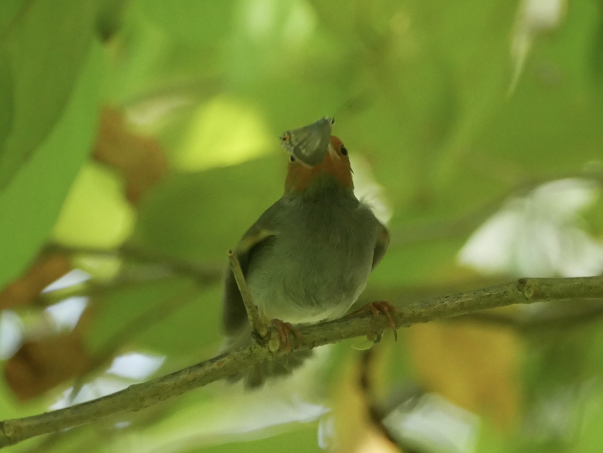 Ashy Tailorbird - ML638519543